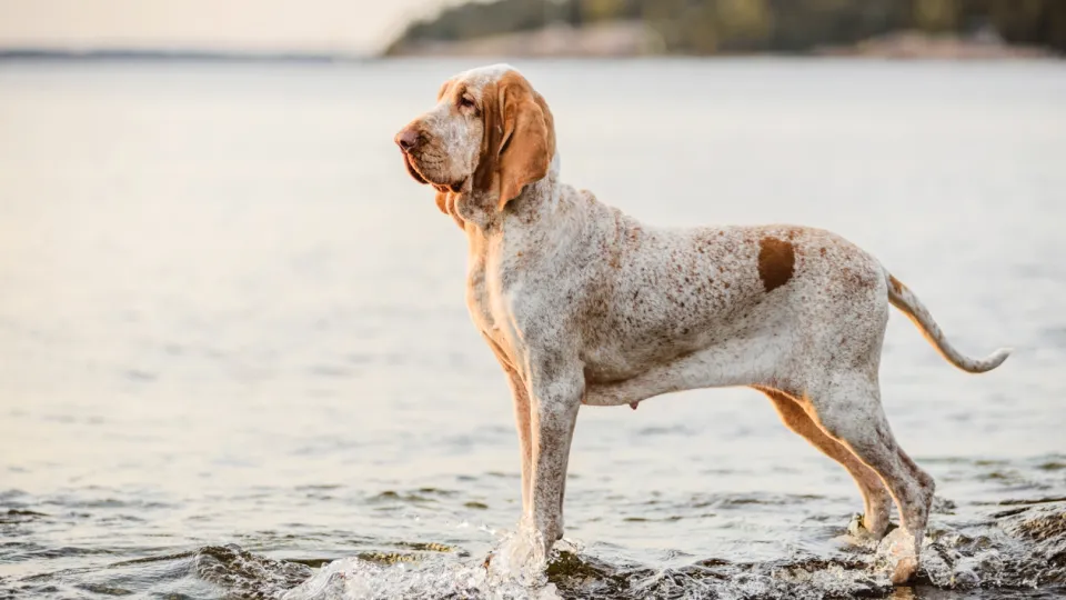Bracco Italiano